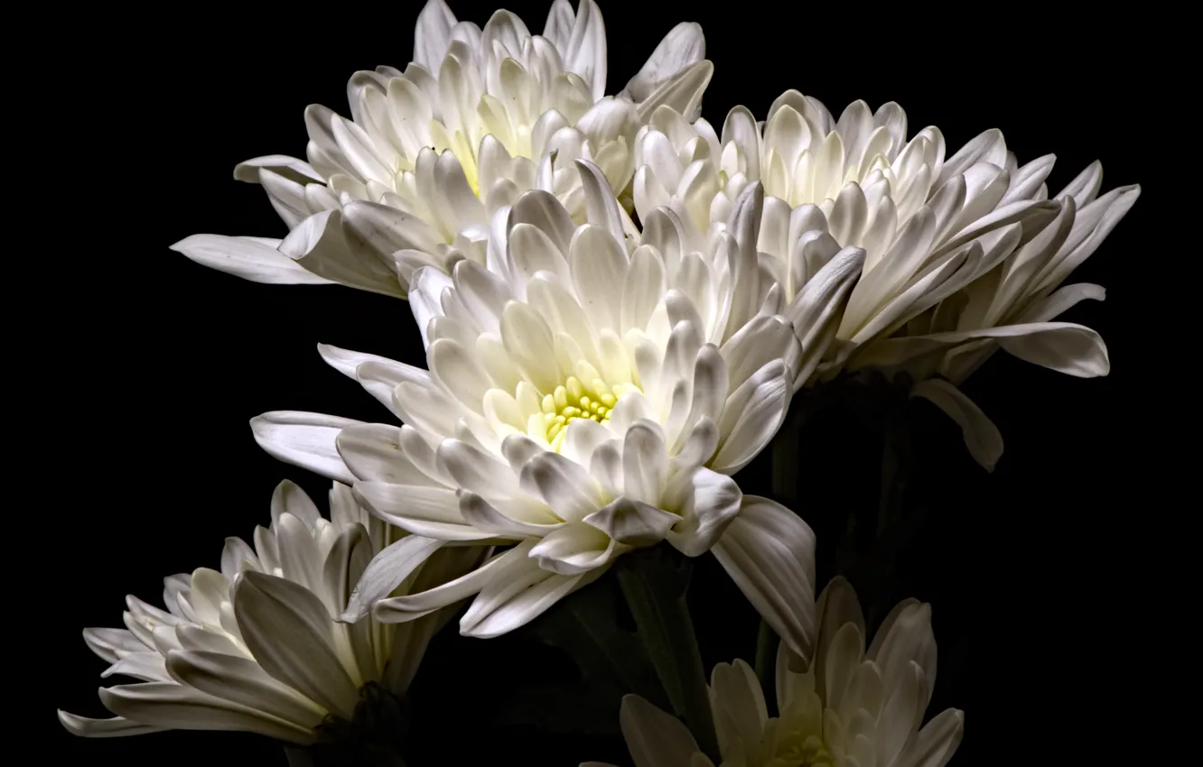 Photo wallpaper flowers, nature, background