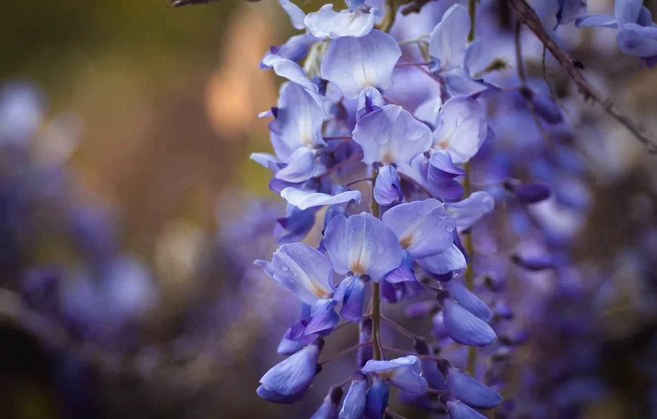 Photo wallpaper drops, macro, flowers, background, lilac, bokeh, Wisteria, Wisteria
