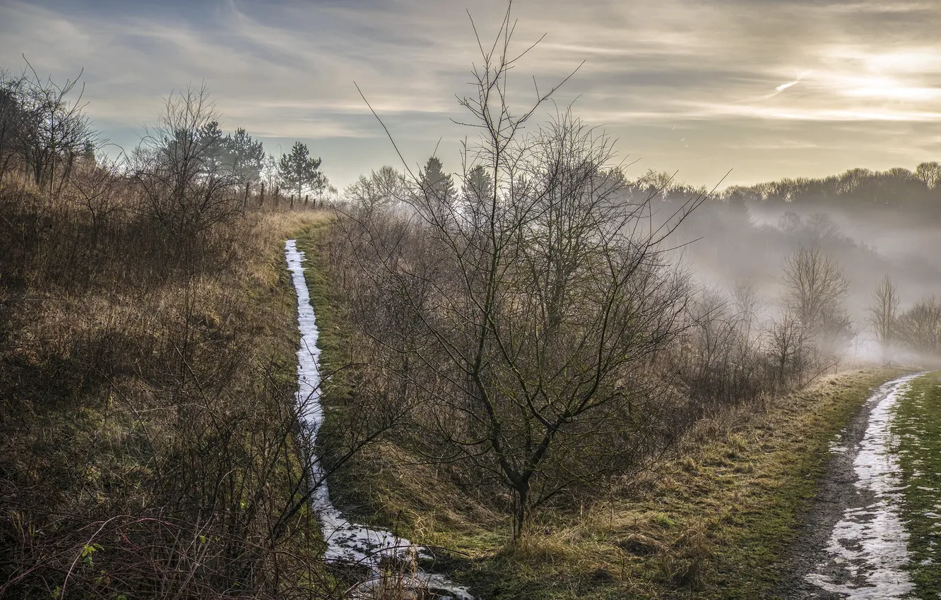 Photo wallpaper fog, spring, morning