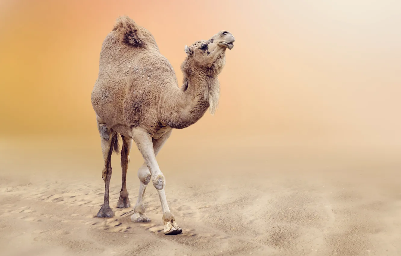 Photo wallpaper sand, desert, bokeh, Camel