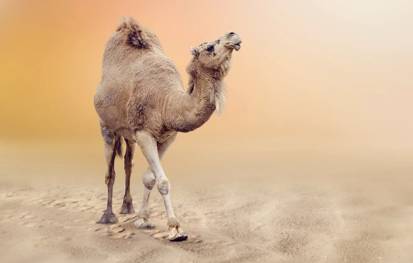Photo wallpaper sand, desert, camel, bokeh