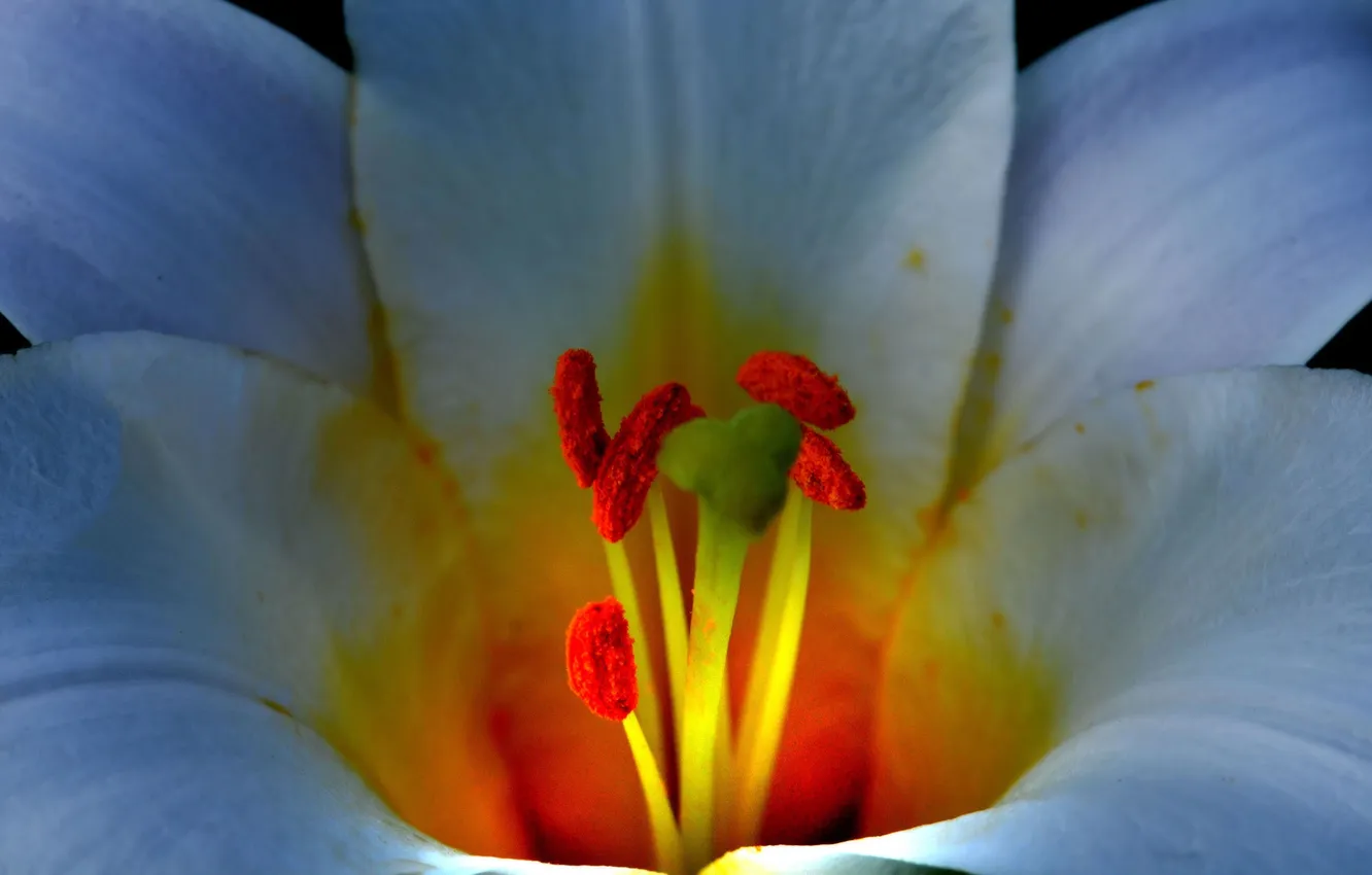 Photo wallpaper flower, Lily, petals, stamens
