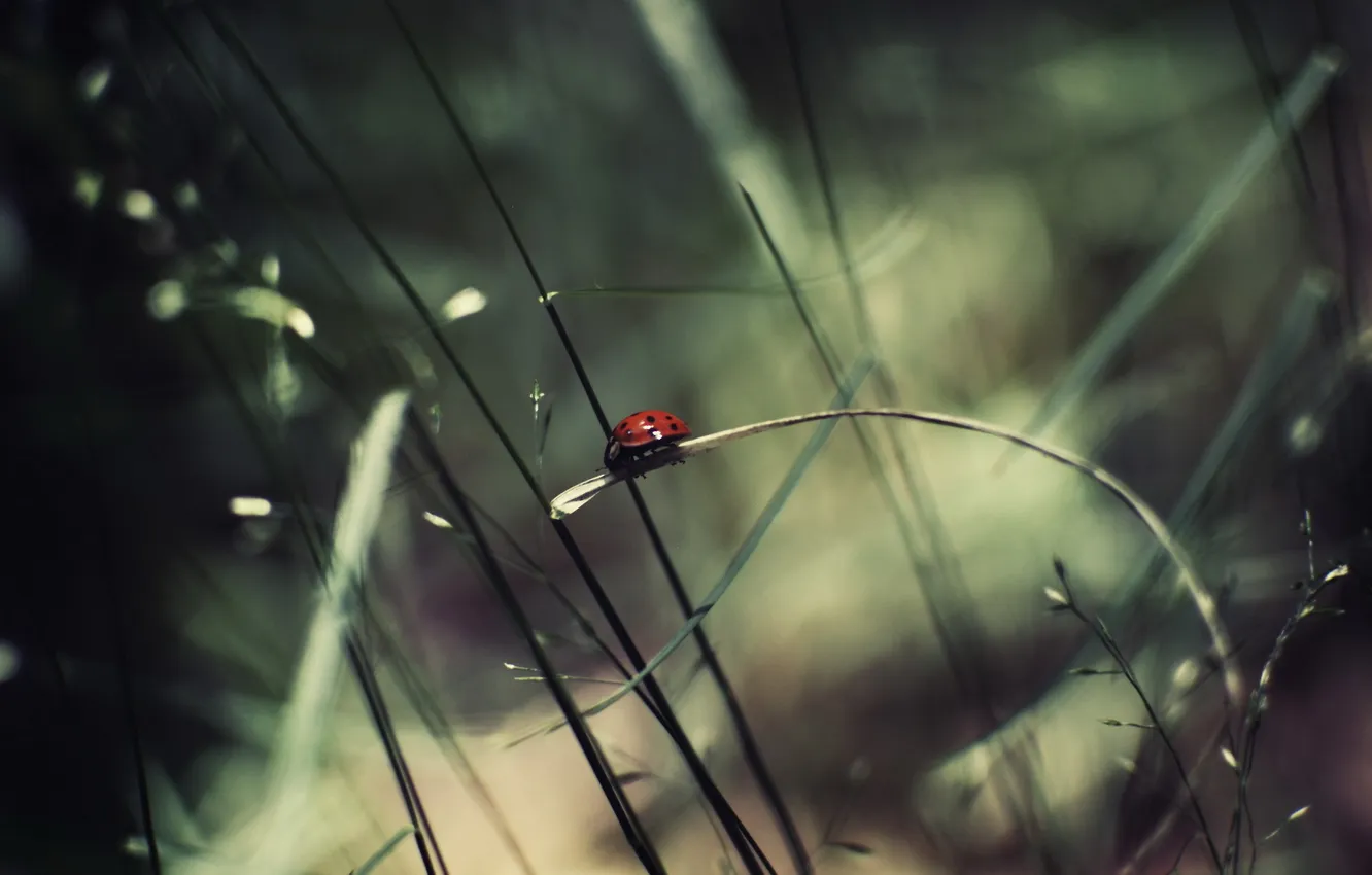Photo wallpaper grass, nature, ladybug