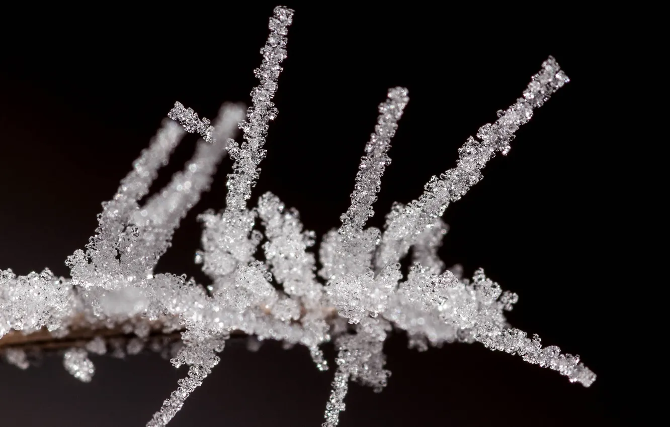 Photo wallpaper cold, frost, branches, the dark background, crystals