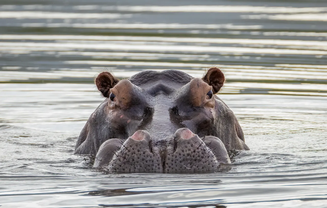 Photo wallpaper water, nature, Hippo