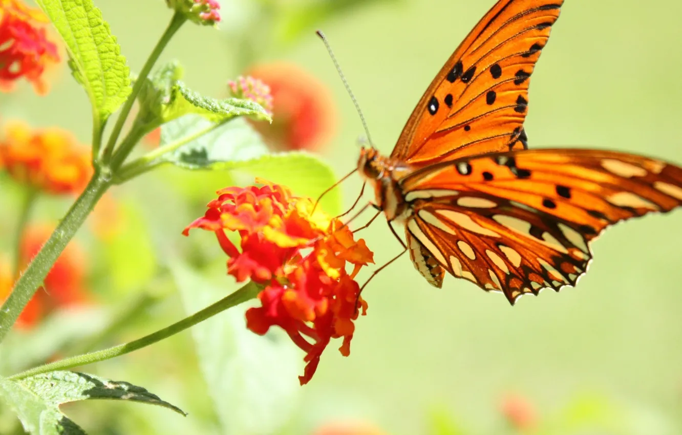 Photo wallpaper macro, flowers, photo, butterfly