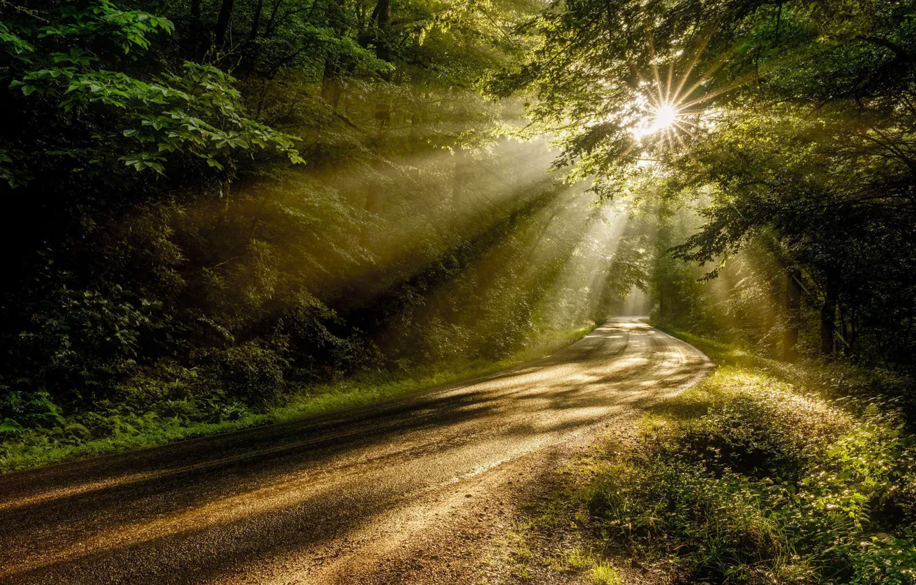 Photo wallpaper Road, Forest, Rays