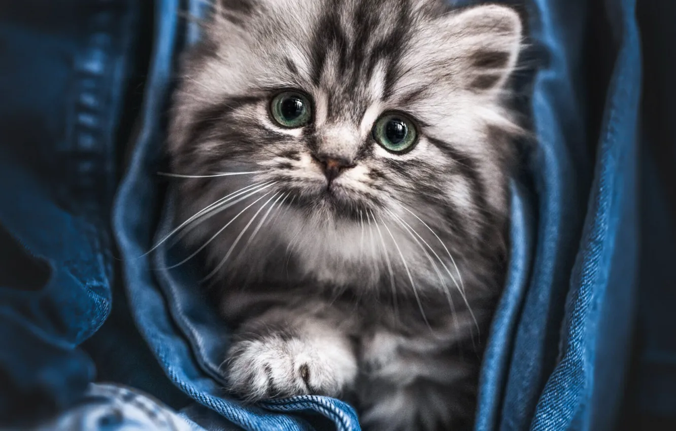 Photo wallpaper cat, cat, look, pose, face