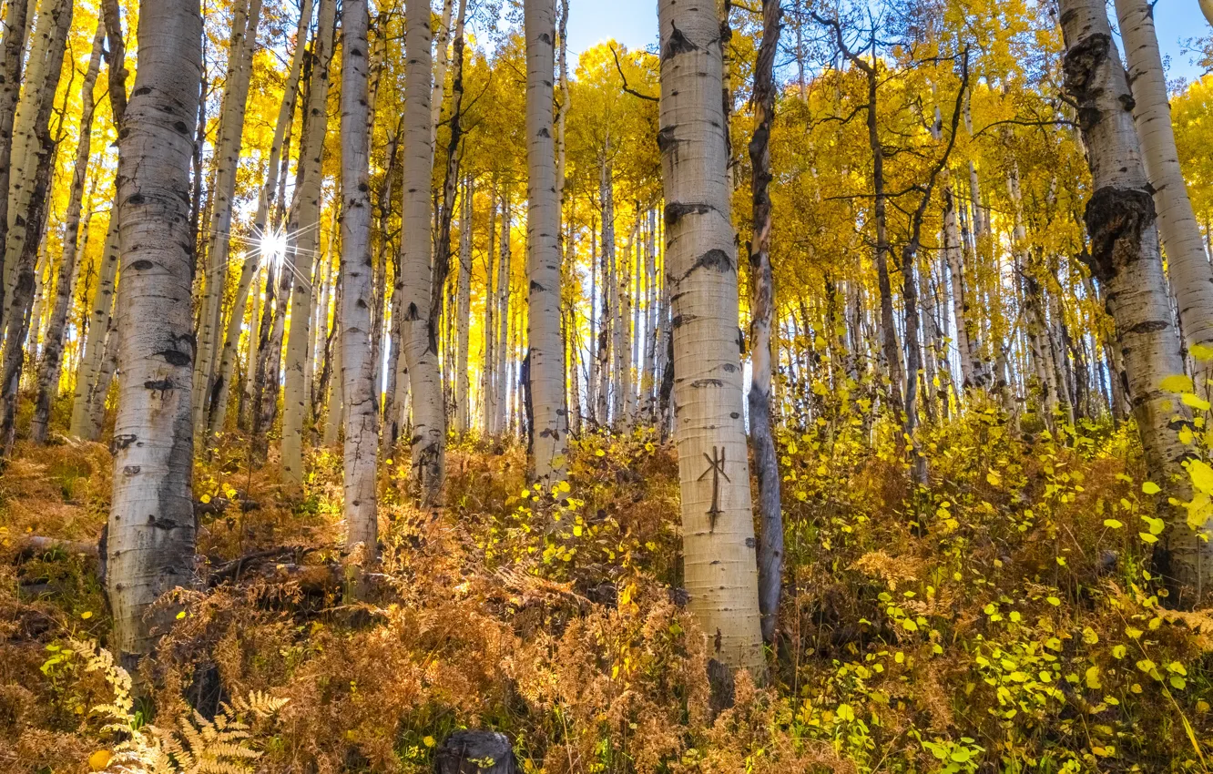 Photo wallpaper autumn, forest, trees, foliage, panorama