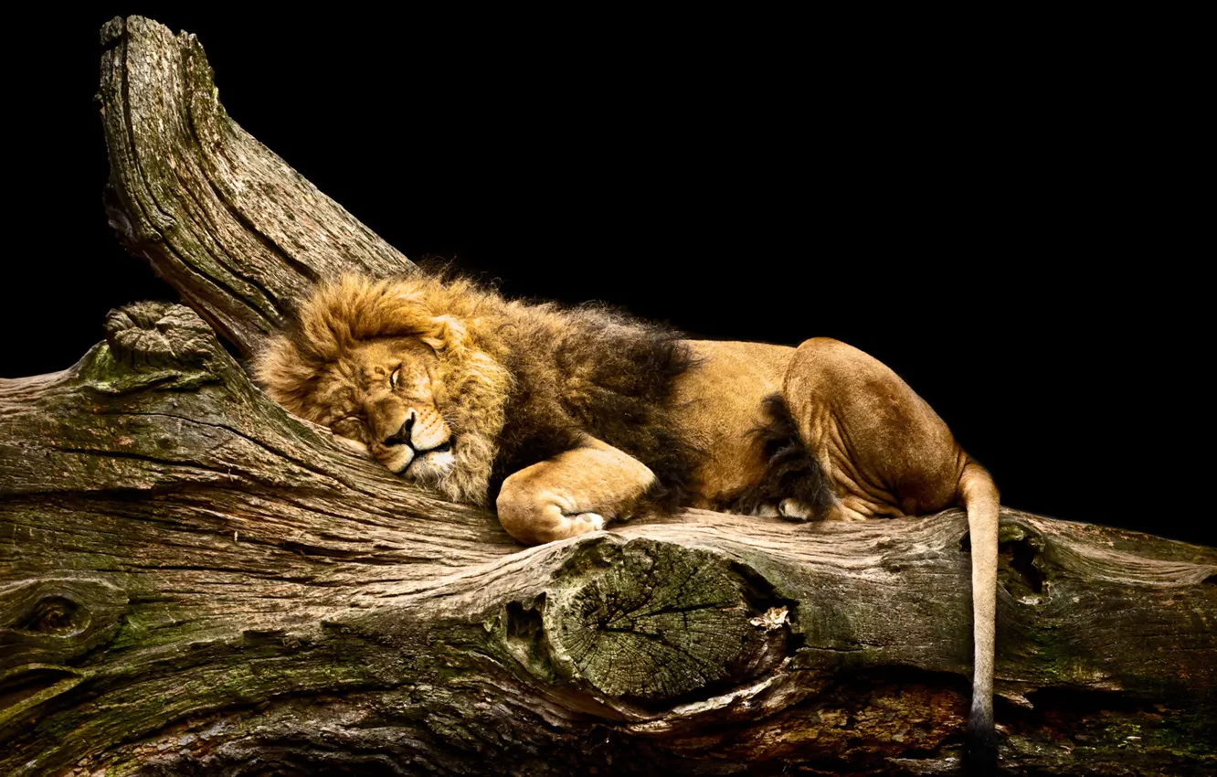 Photo wallpaper nature, Leo, beast