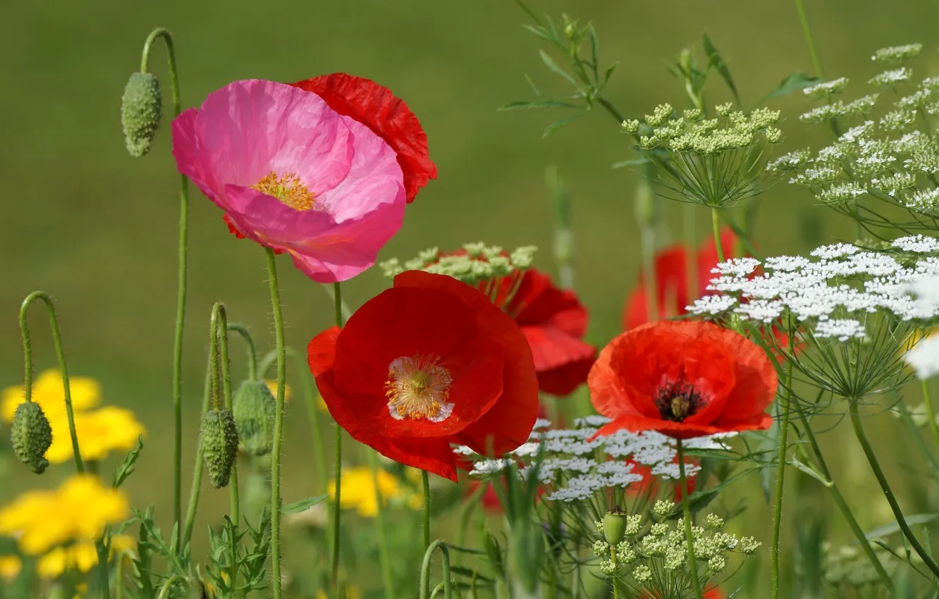 Photo wallpaper summer, macro, red, Maki, meadow, pink