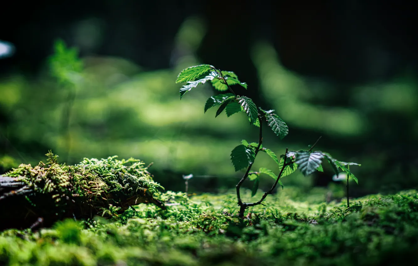 Photo wallpaper branches, photo, moss, bokeh