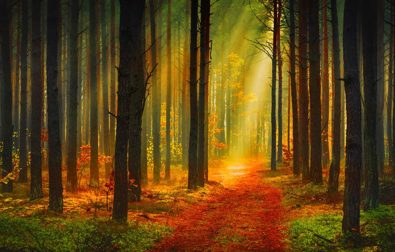 Photo wallpaper autumn, forest, trees, the rays of the sun, path