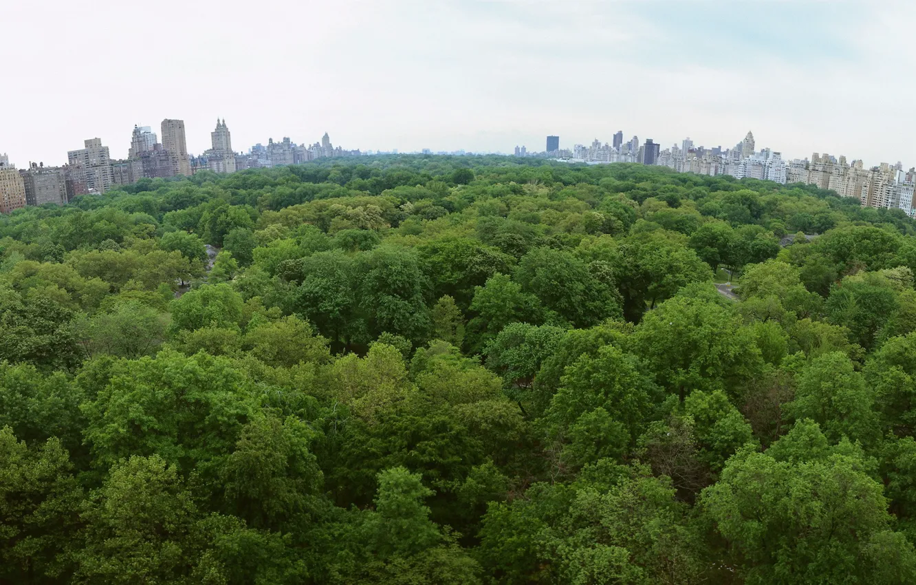 Photo wallpaper trees, the city, Park