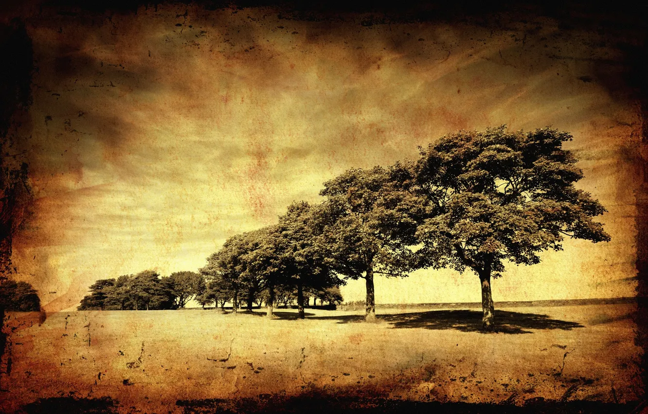 Photo wallpaper the sky, trees, landscape, nature, dal, crown
