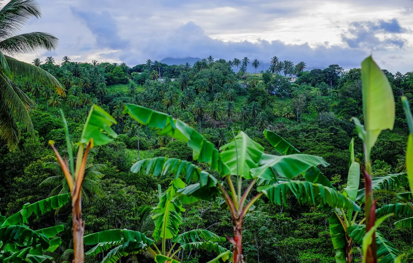 Photo wallpaper forest, the sky, clouds, trees, landscape, nature, tropics, palm trees