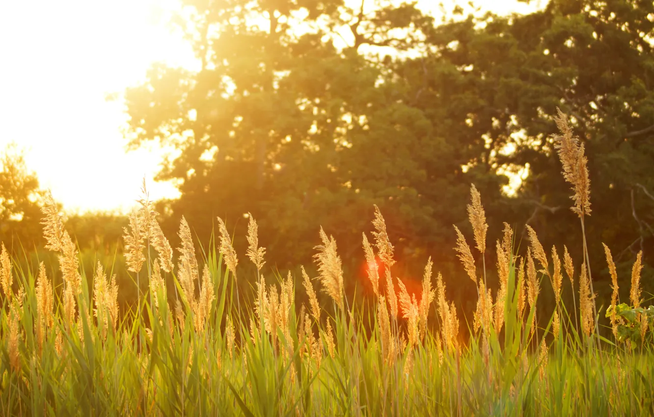 Photo wallpaper field, the sun, sunset, nature, plant