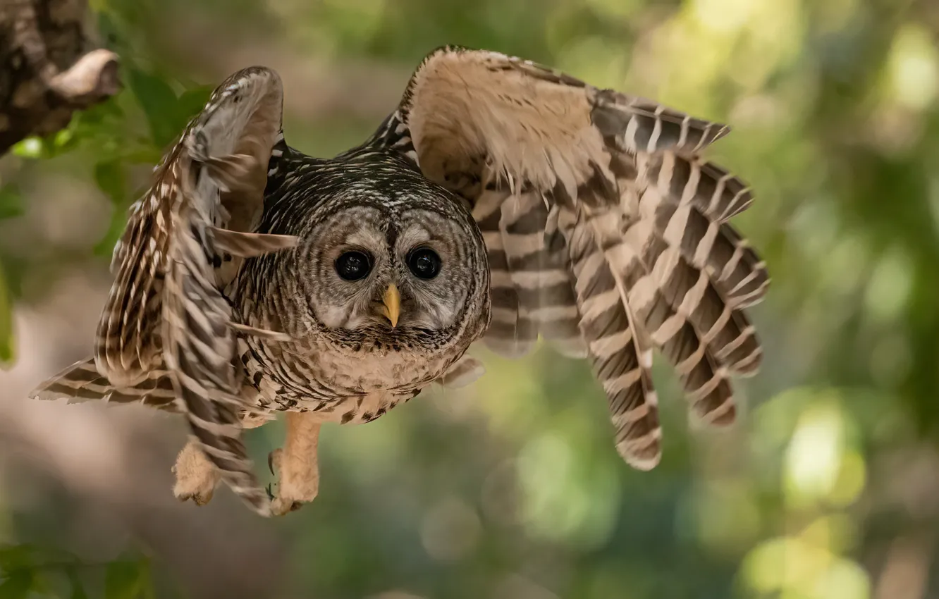 Photo wallpaper flight, owl, bird, wings, owl