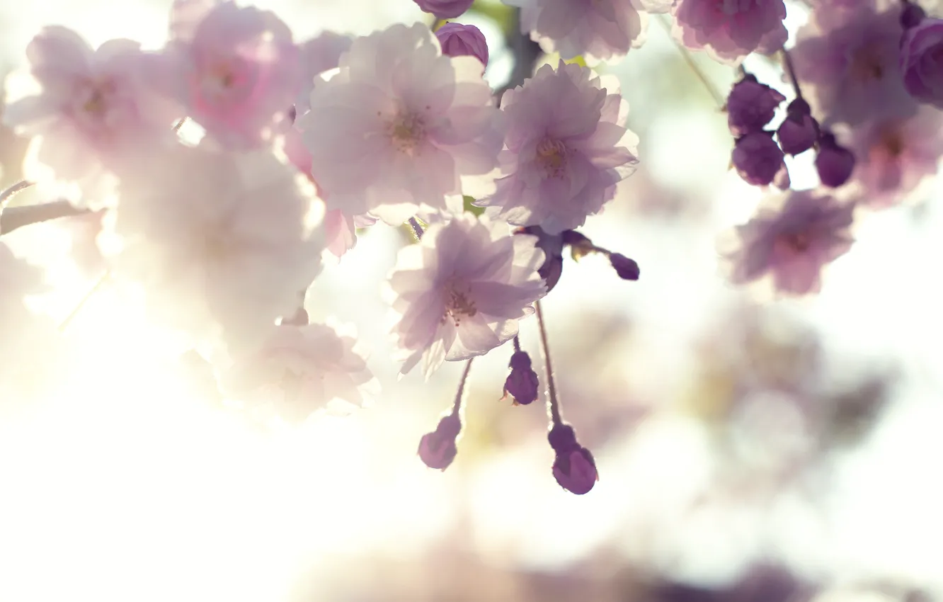 Photo wallpaper the sky, macro, light, flowers, branches, cherry, tenderness, spring