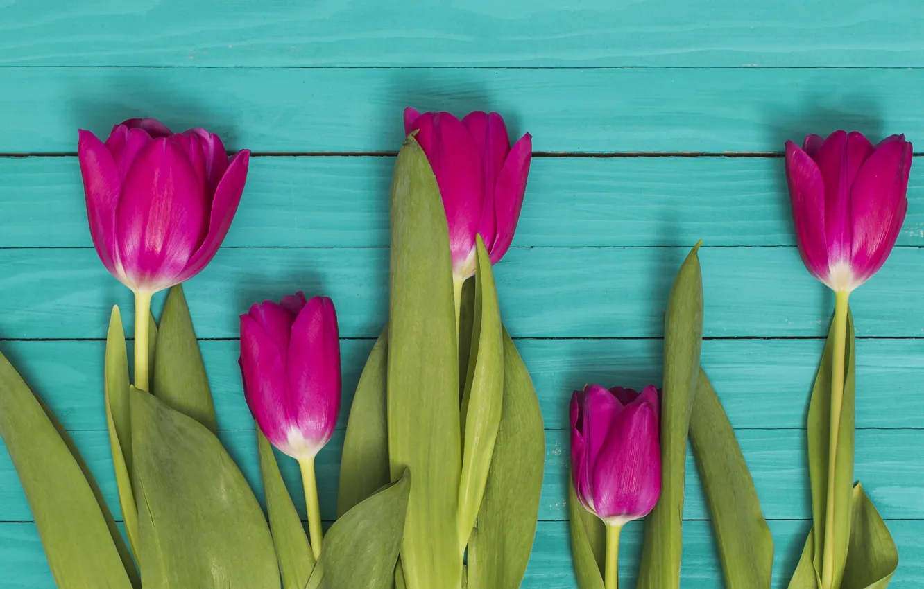 Photo wallpaper flowers, colorful, tulips, pink, wood, pink, flowers, tulips