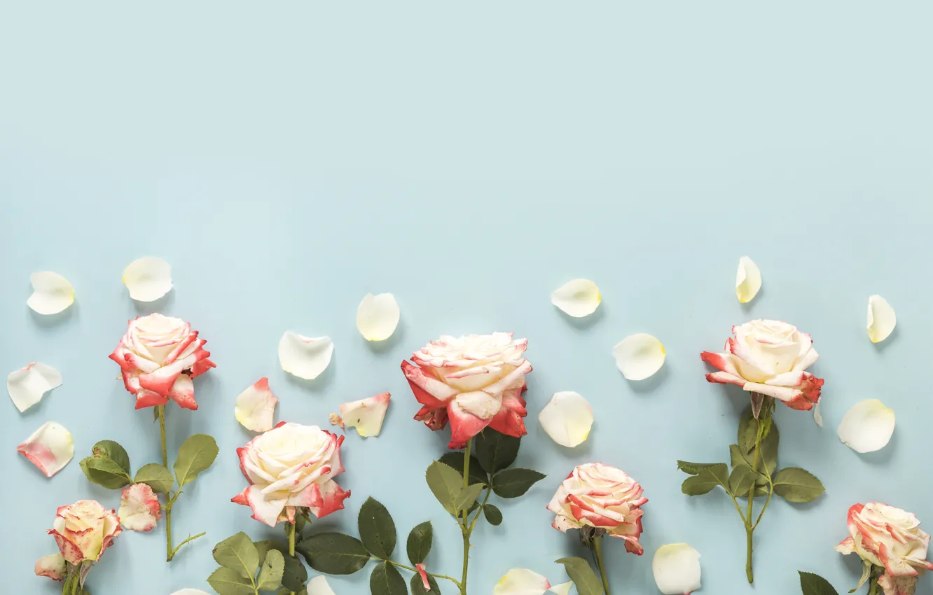 Photo wallpaper flowers, background, roses, buds, pink, flowers, roses