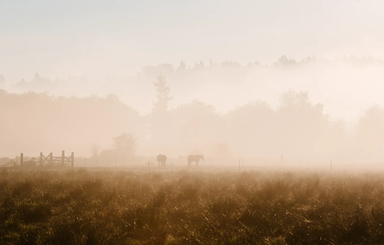 Photo wallpaper fog, horses, morning