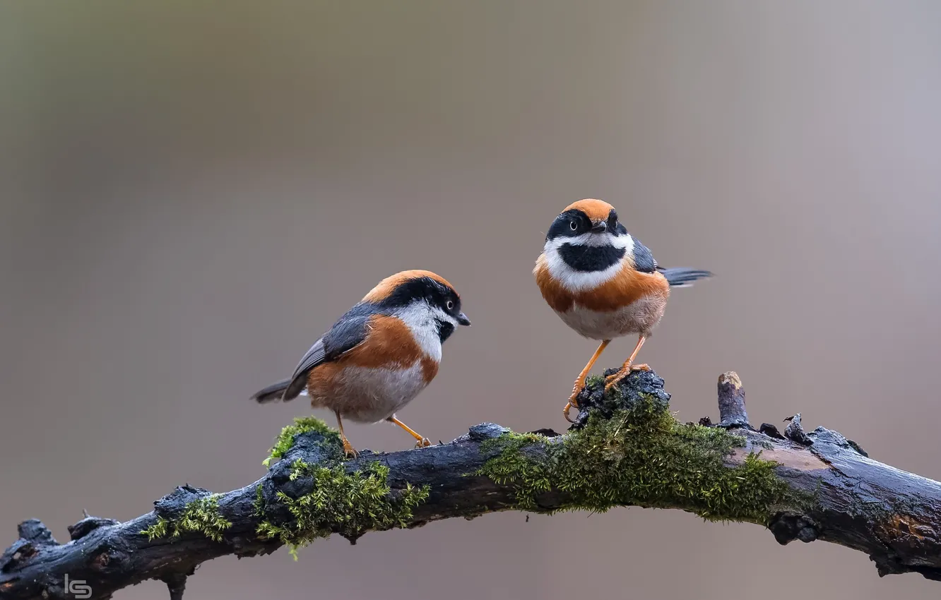 Photo wallpaper branches, bird, baby