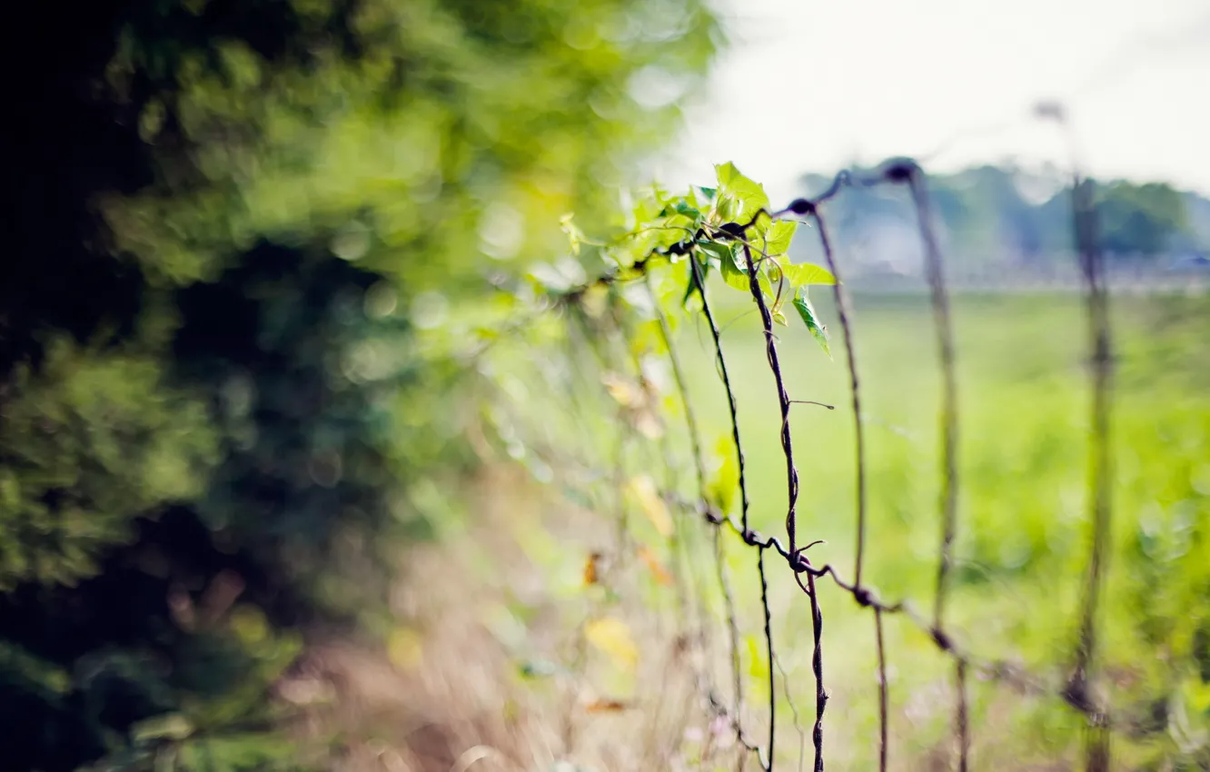 Photo wallpaper grass, macro, the fence