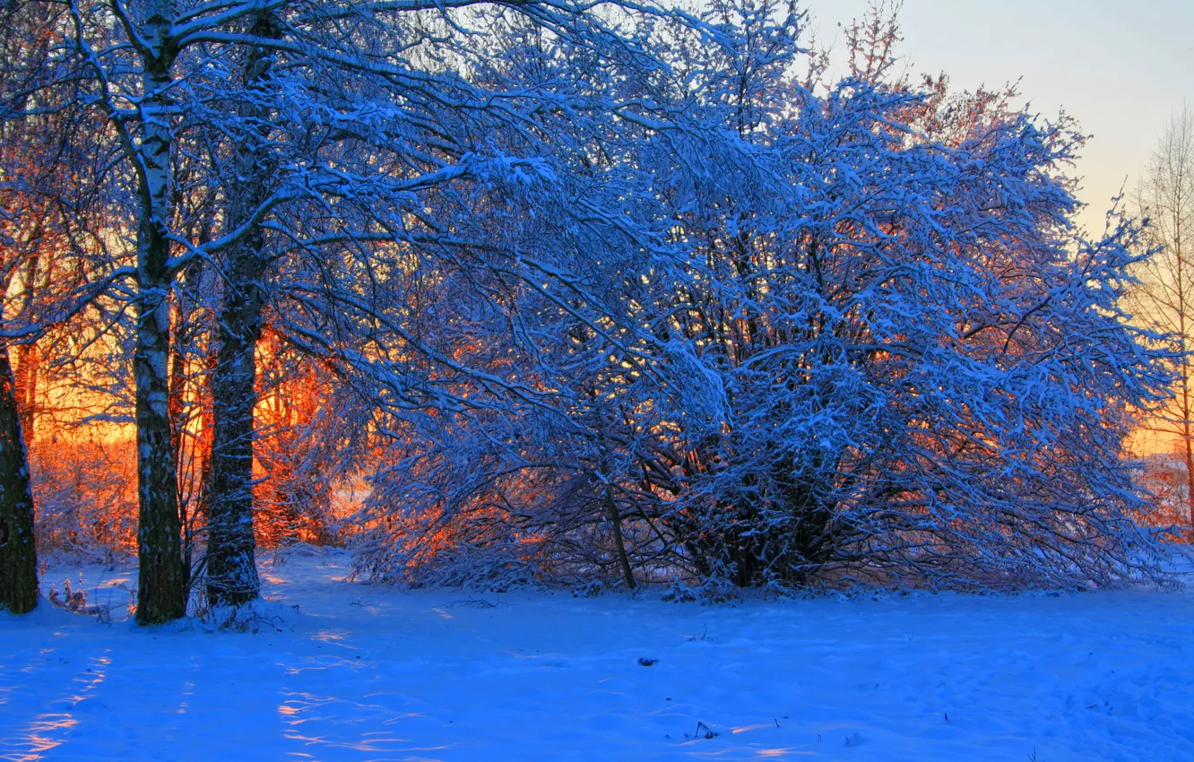 Photo wallpaper winter, snow, trees, sunset, branches, nature, photo, dawn