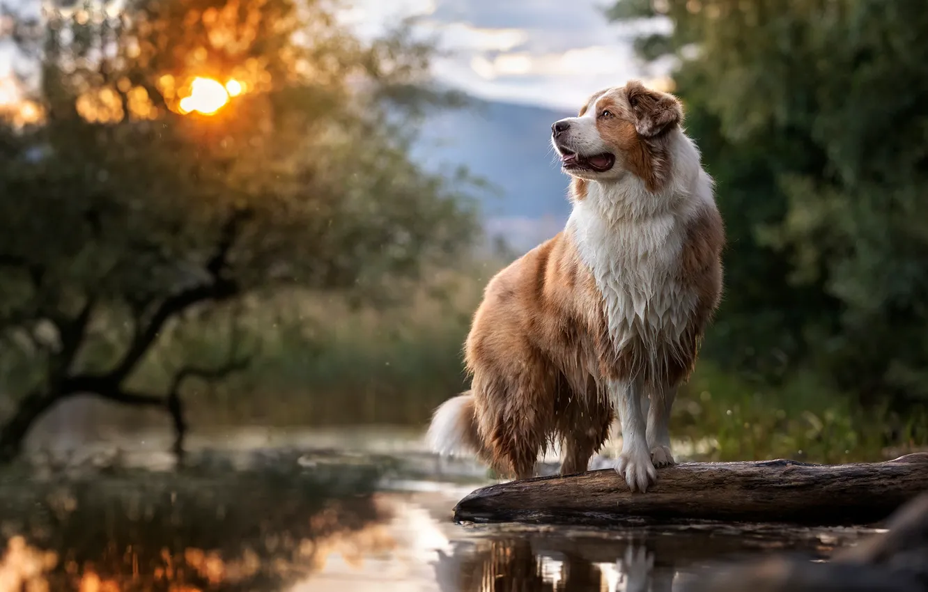Photo wallpaper water, nature, lake, dog, log, Australian shepherd, Aussie