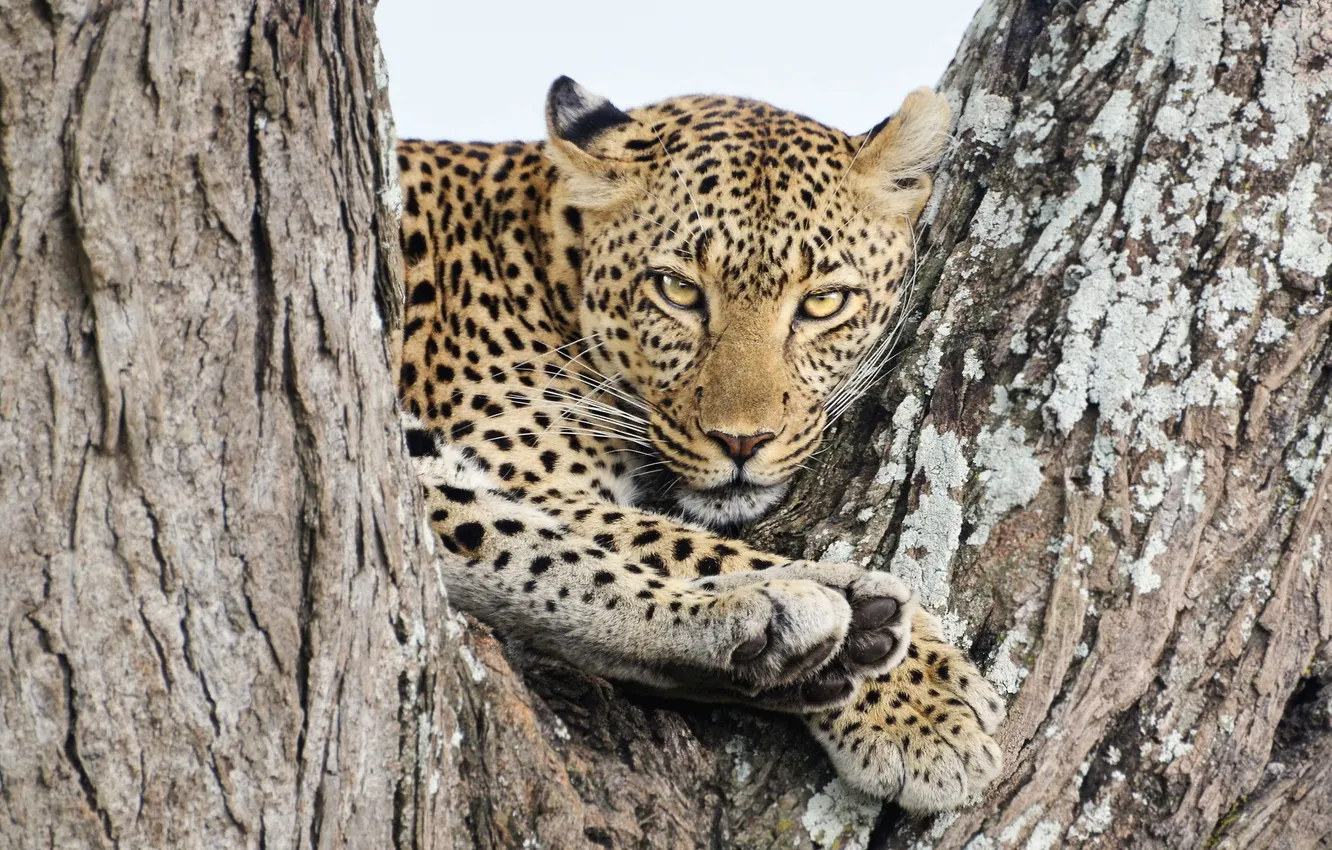 Photo wallpaper cat, beast, Leopard
