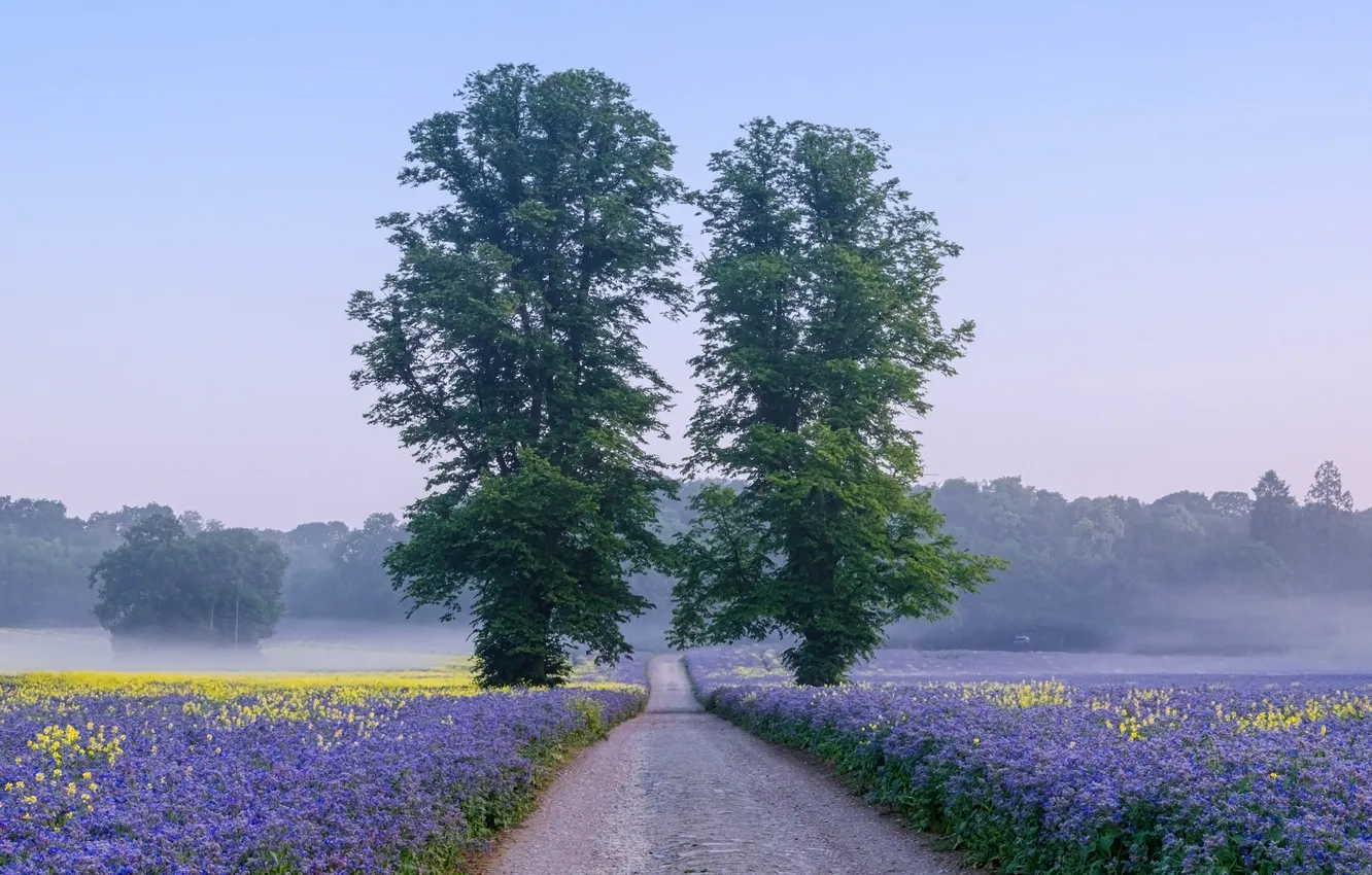 Photo wallpaper road, field, the sky, flowers, fog