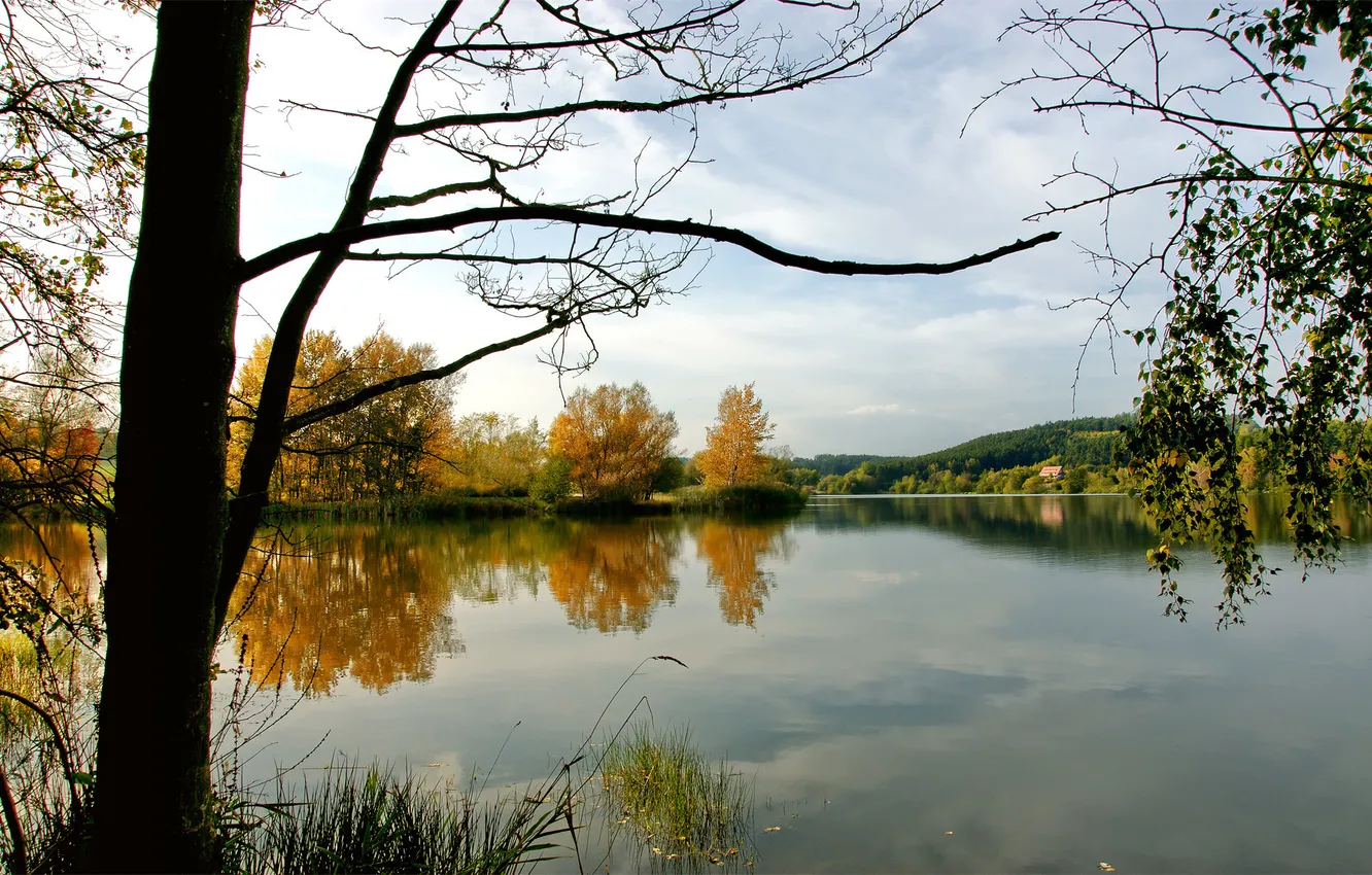 Photo wallpaper water, trees, nature, lake, river, photo, tree, landscapes