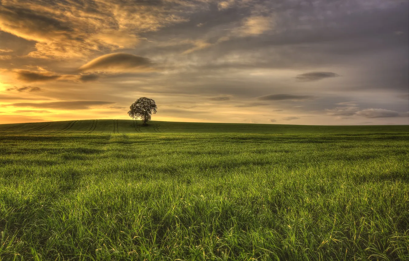 Photo wallpaper field, trees, dawn