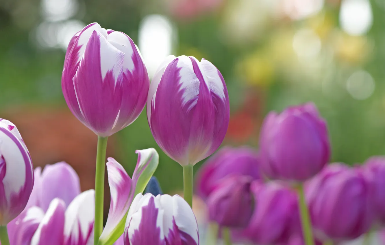 Photo wallpaper nature, petals, garden, stem, tulips