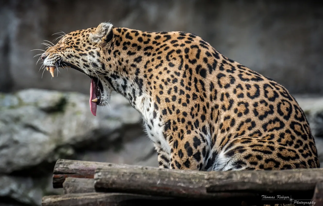 Photo wallpaper language, predator, mouth, fangs, Jaguar, profile, wild cat, yawns