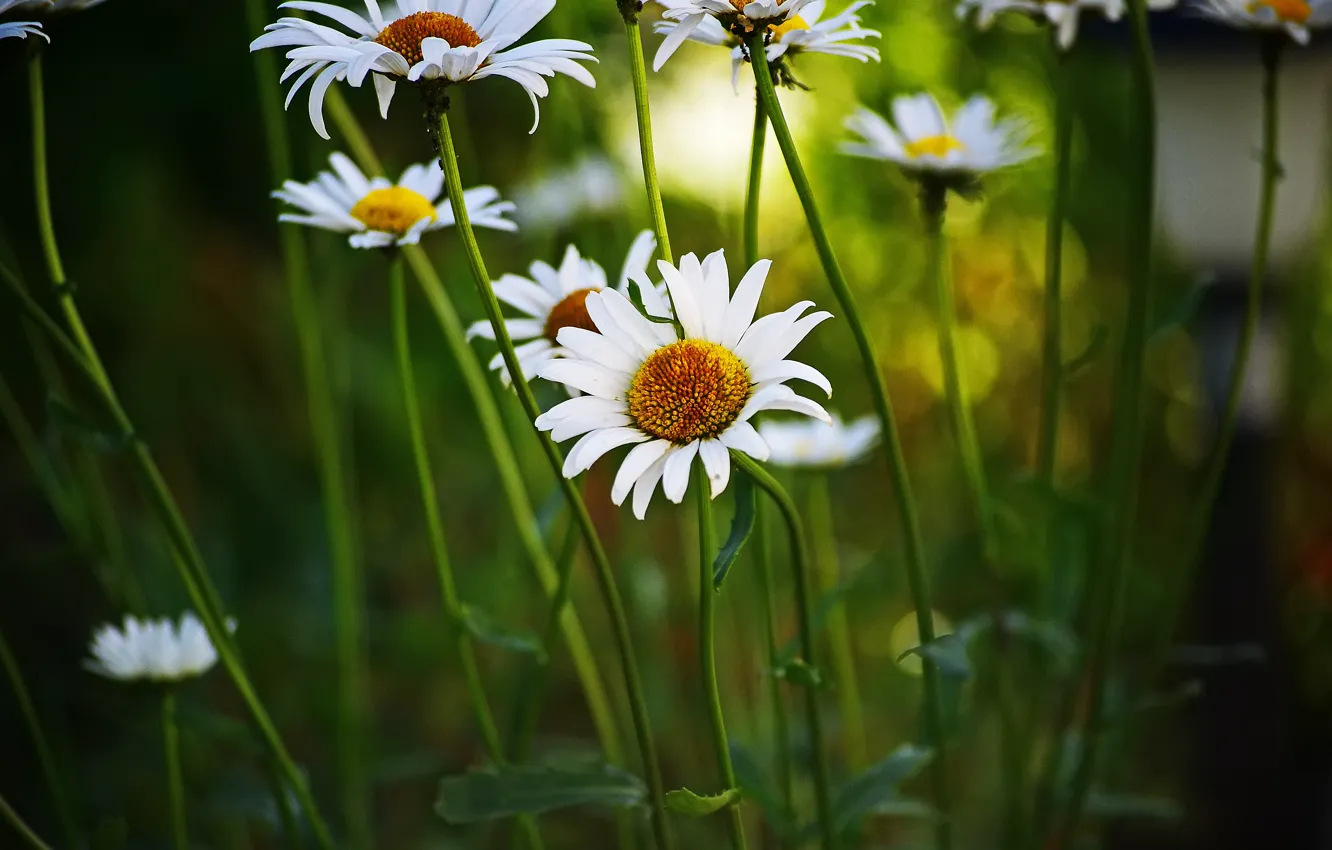Photo wallpaper summer, flowers, nature, plant, chamomile, petals, bokeh