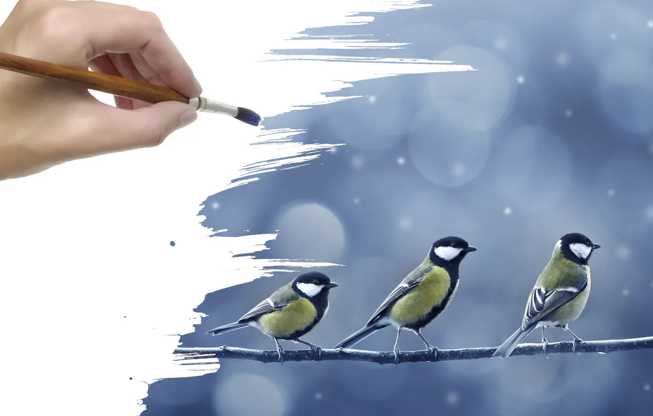 Photo wallpaper snow, figure, hand, branch, birds, brush, Tits
