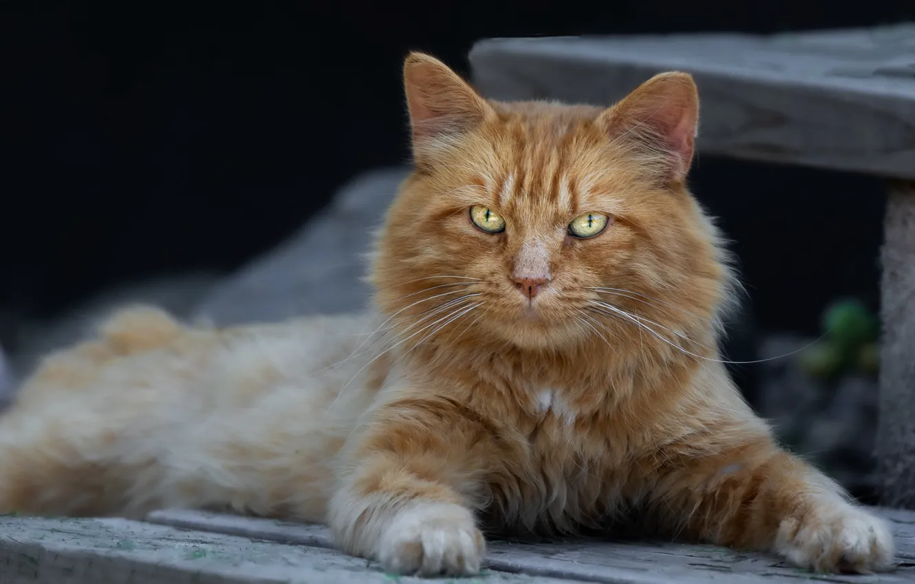 Photo wallpaper cat, cat, look, nature, pose, the dark background, Board, paws