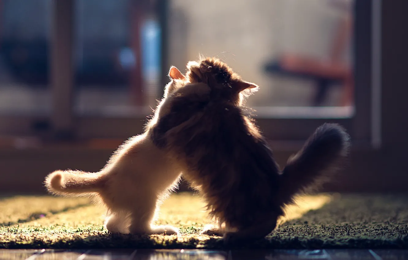 Photo wallpaper cat, carpet, fight, flooring, pair, floor, kitty, the sun's rays