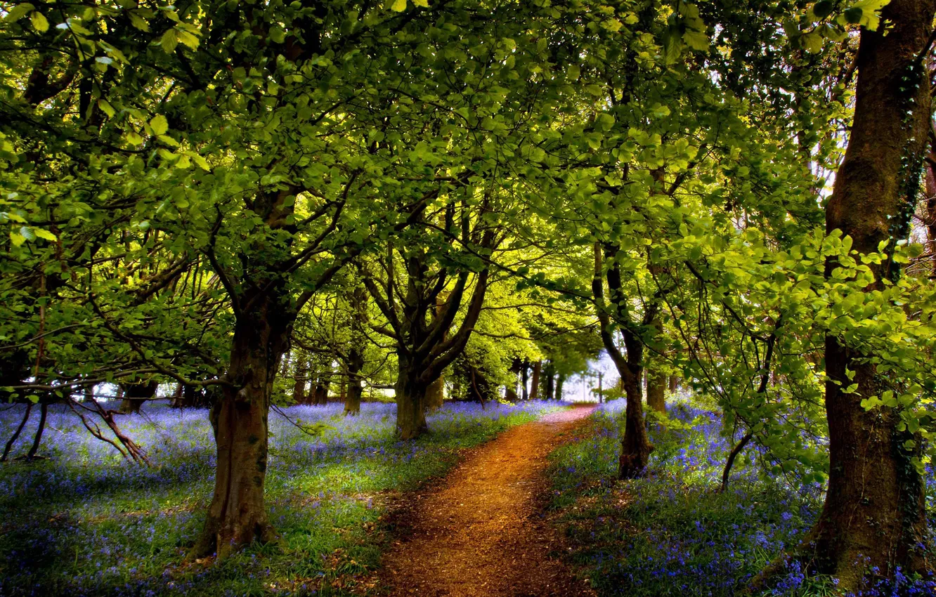 Photo wallpaper summer, nature, Park