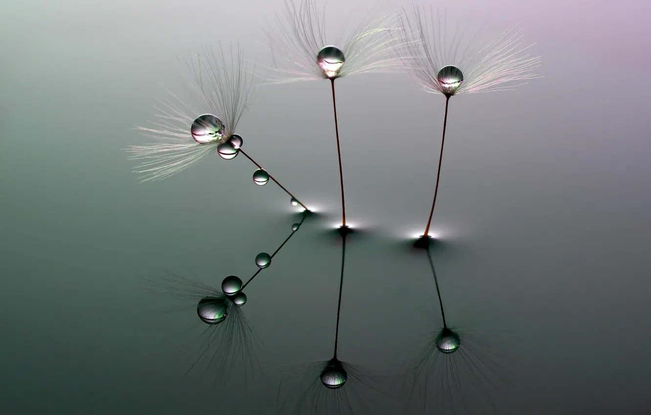 Photo wallpaper water, dandelion, the parachutes