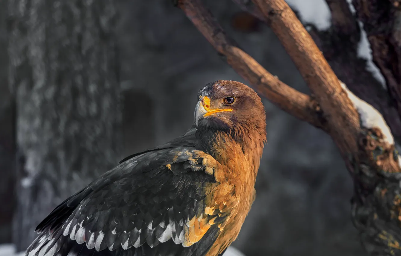 Photo wallpaper look, trees, bird, eagle, head, feathers, beak