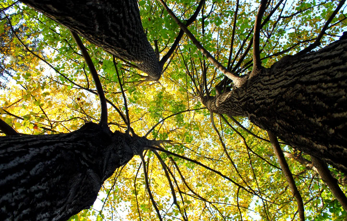 Photo wallpaper autumn, trees, crown, arboretum