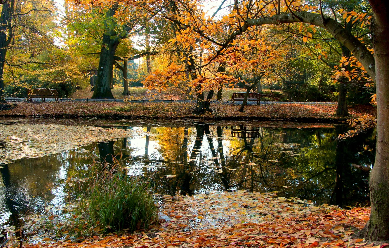 Photo wallpaper trees, water, park, autumn, pond