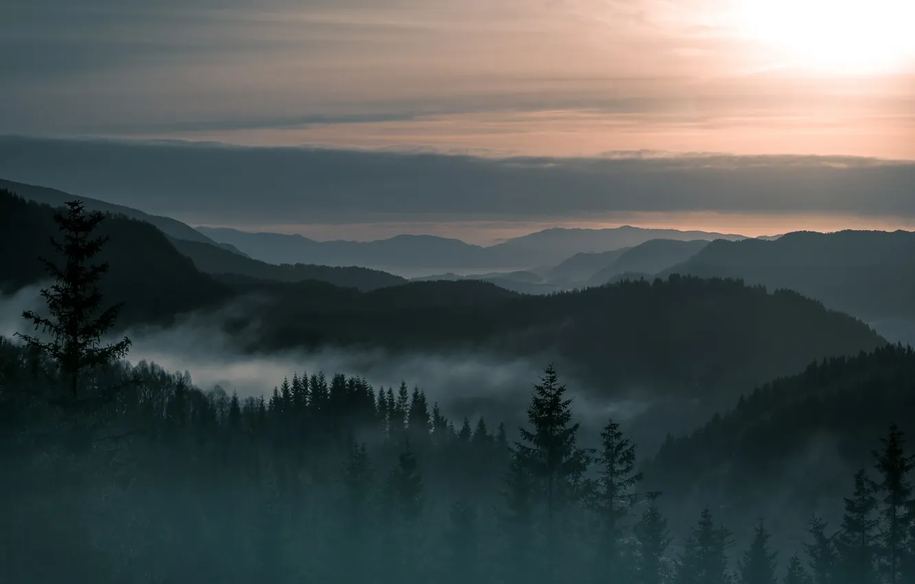 Photo wallpaper forest, the sky, the sun, clouds, trees, landscape, sunset, mountains