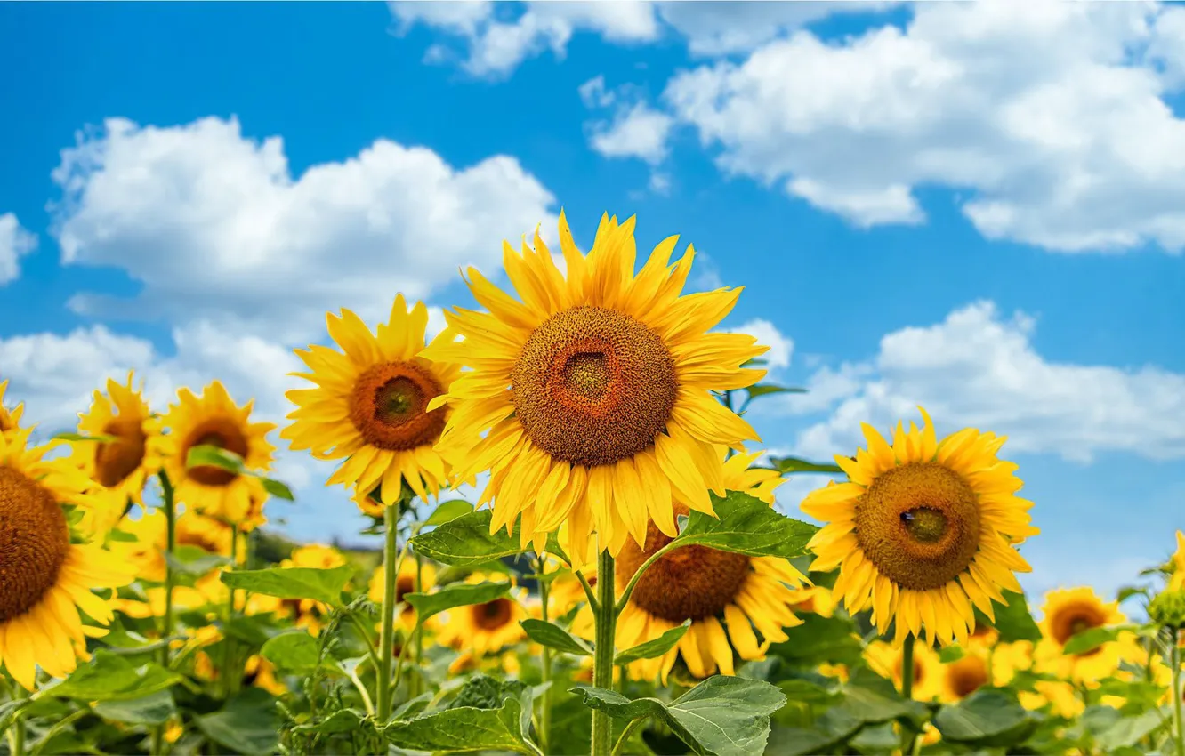 Photo wallpaper field, the sky, sunflowers