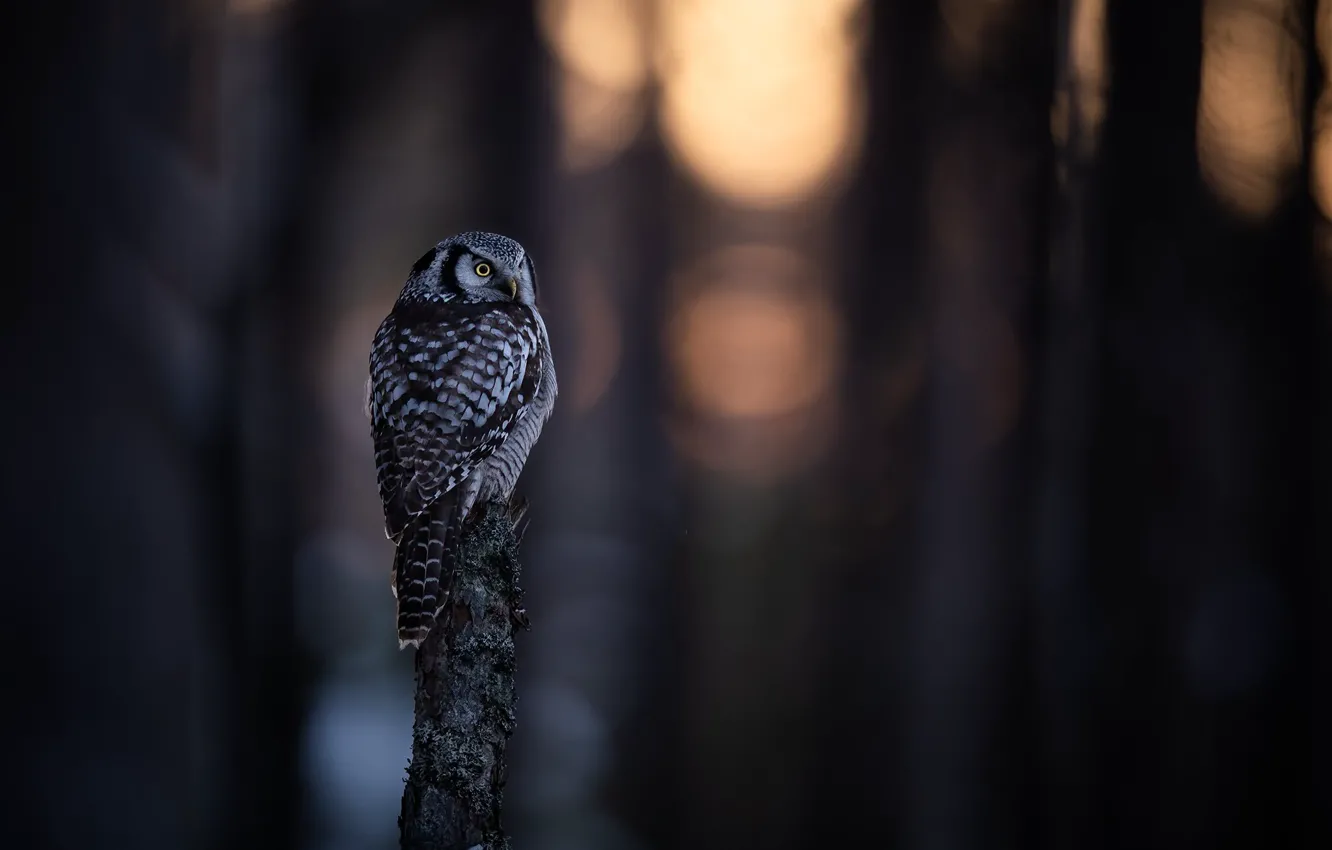 Photo wallpaper forest, light, nature, the dark background, owl, bird, posts, stump