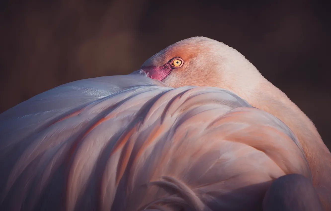 Photo wallpaper pose, the dark background, bird, wings, Flamingo, pink flamingos