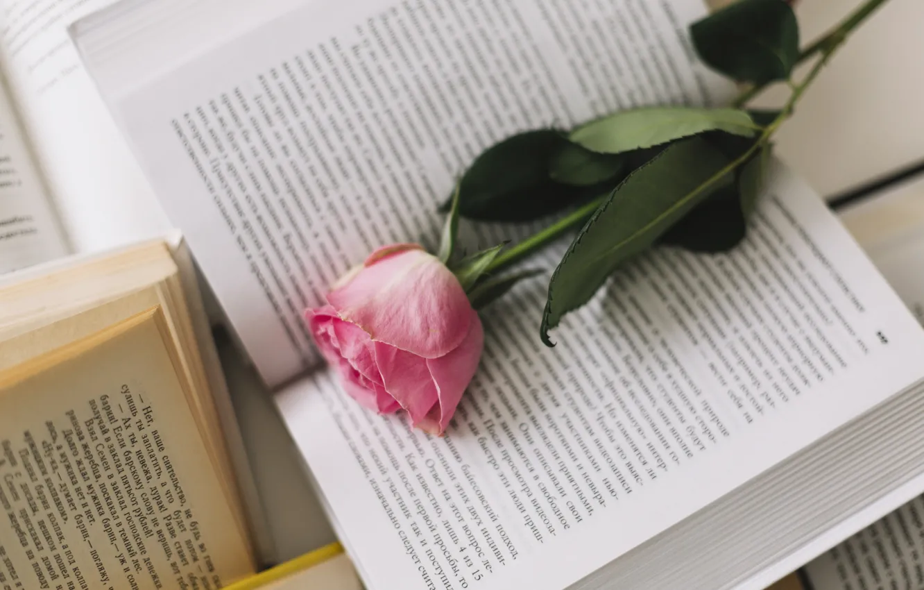 Photo wallpaper flowers, roses, book, pink, rose, buds, flower, pink